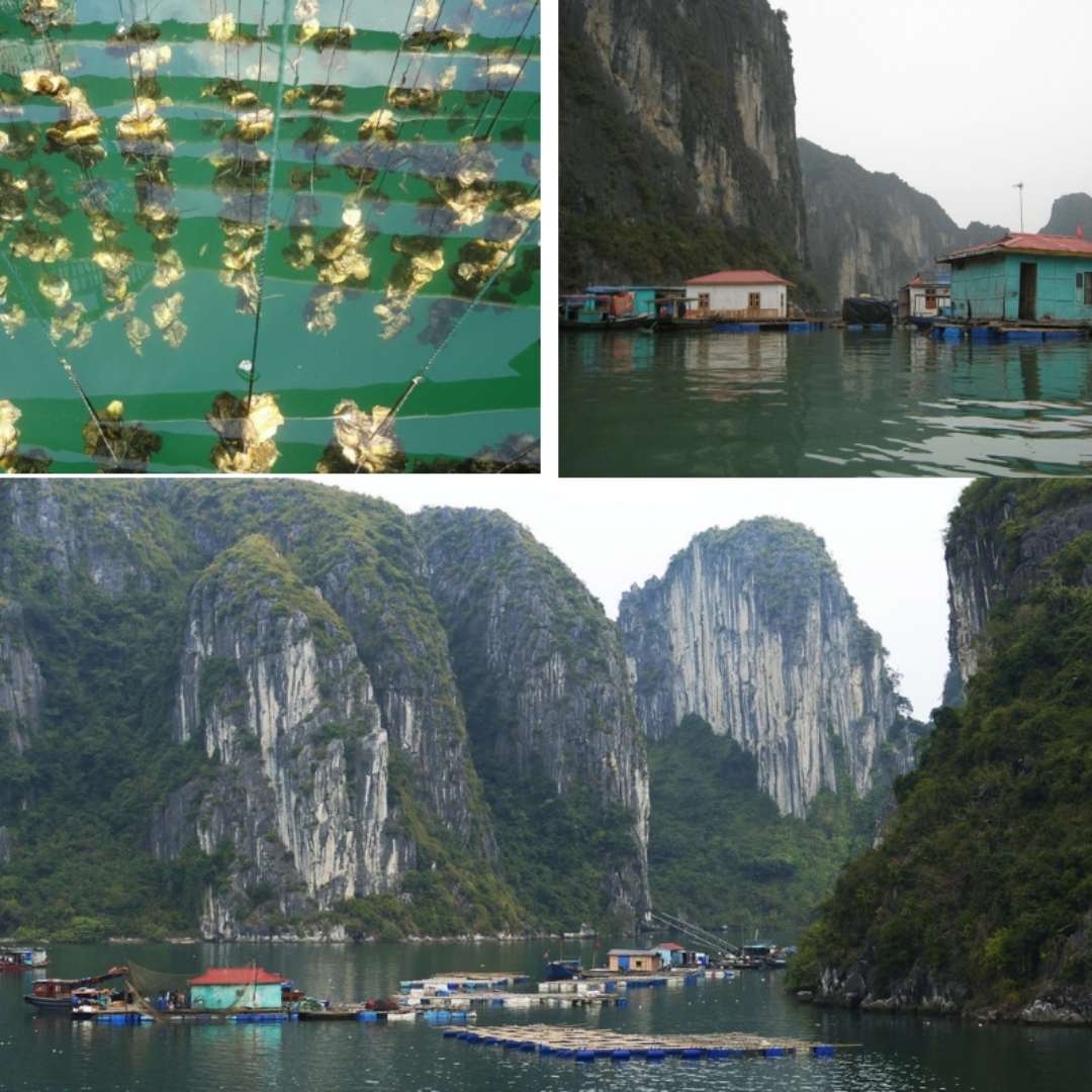 Oyster Farms and Floating Village in Halong Bay, things to do in Hanoi