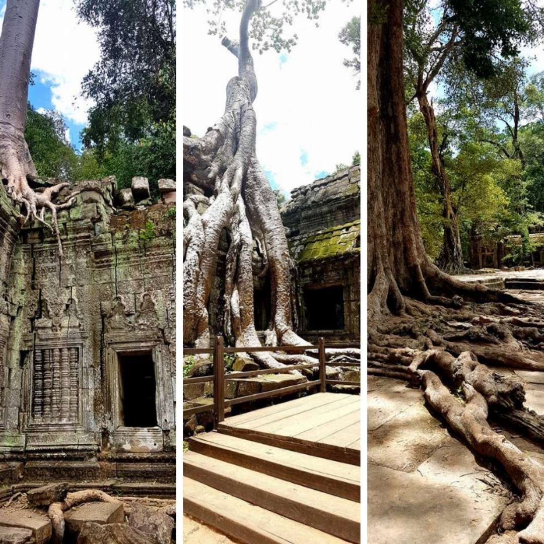 Tomb Raider Temple, Angelina, Ta Phrom, Must See Temples in Cambodia
