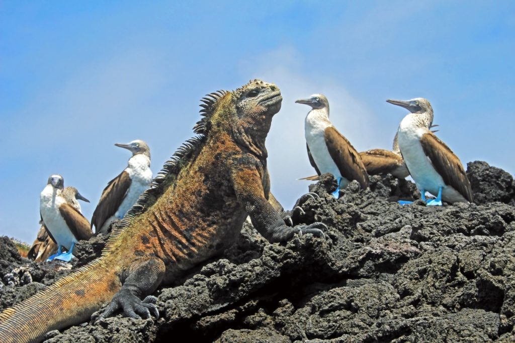 Galapagos Island Ecuador Iguana