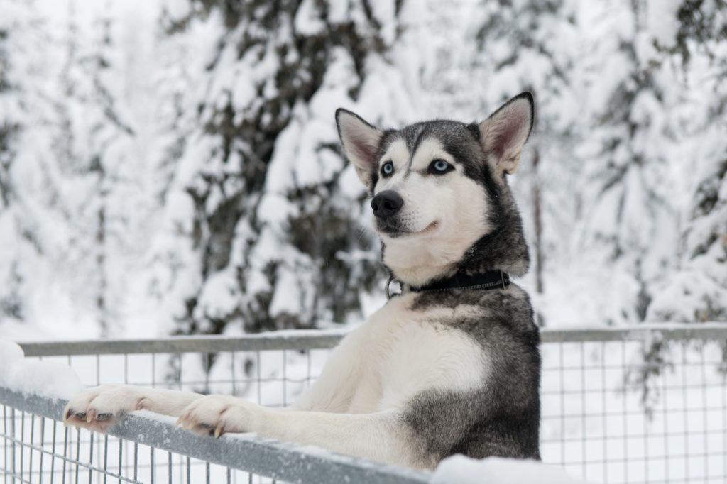 Husky in Rovaniemi Finland during winter, Should I pay a Travel Agent for Rovaniemi