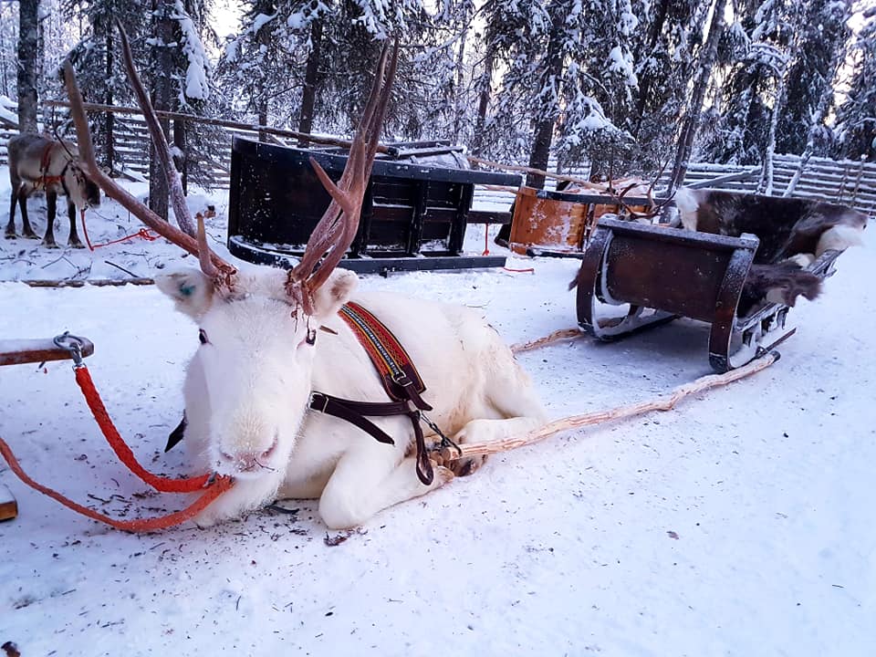 white reindeer Rovaniemi Finland