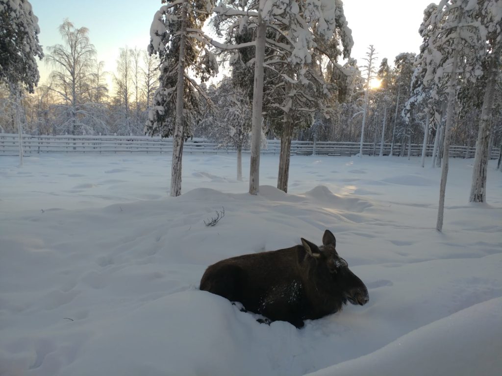 Moose at Ranua Park in Rovaniemi Finland