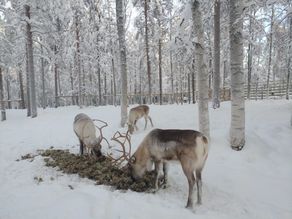 Reindeers in Ranua Park Rovaniemi Finland