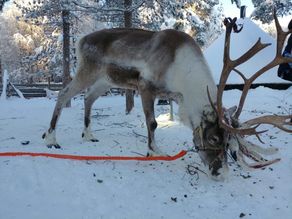 Reindeers in Rovaniemi Farm