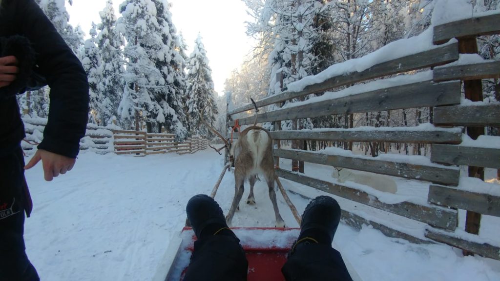Riding a Reindeer sleigh in Finland