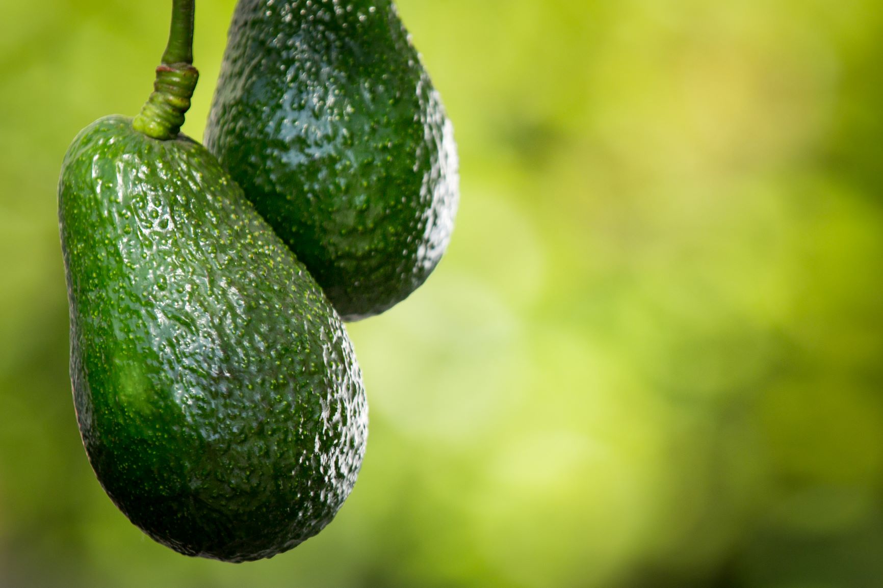two-low-hanging-avocados
