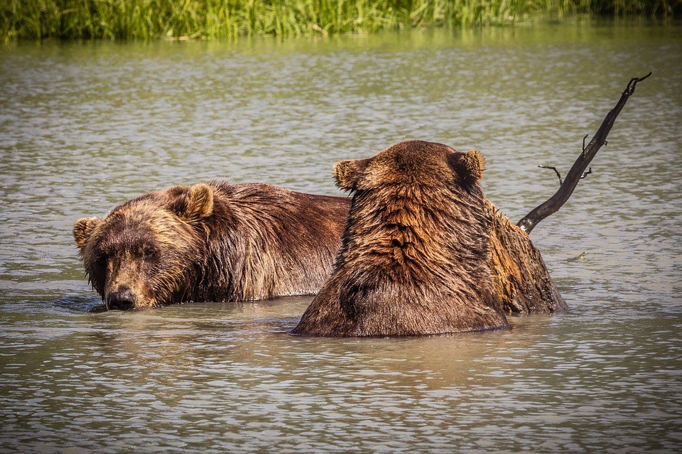 selfies-with-bears-are-now-prohibited-in-lake-taoe